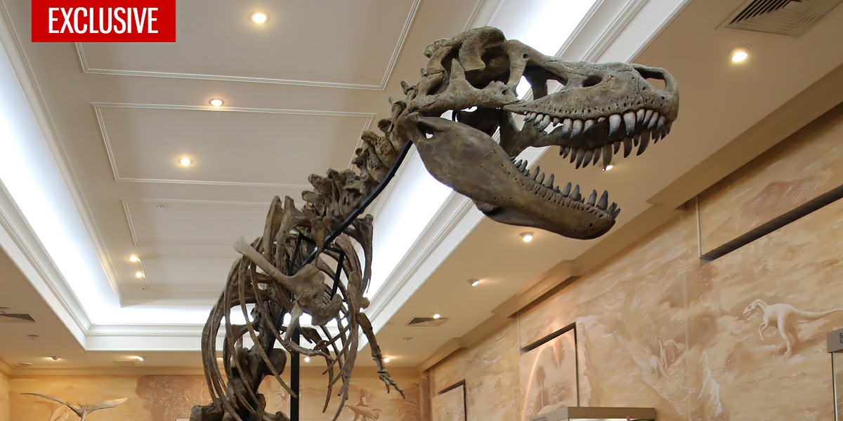 Палеонтологическая лаборатория Казанского Кремля: место, где реставрируют динозавров