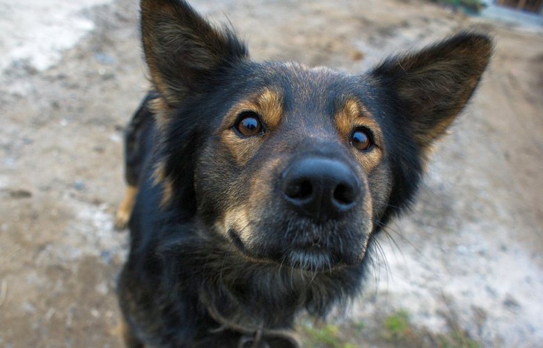 Яндекс запустил в Казани сервис по поиску пропавших домашних животных